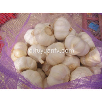 Bawang putih putih murni bermutu tinggi untuk dijual